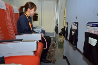 聴導犬訓練犬の乗車訓練です。
