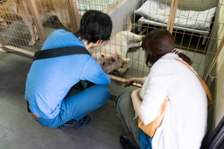 犬達もやさしくお出迎え。