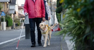 盲導犬のいない側の安全を確認するため、白杖を路面に滑らせながら歩きます。