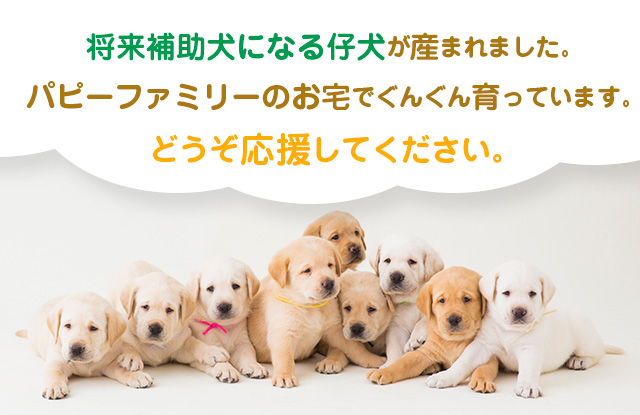 将来補助犬になる仔犬が産まれました。パピーファミリーのお宅でぐんぐん育っています。どうぞ応援して下さい。