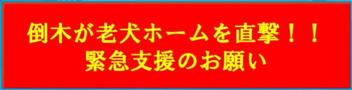 老犬ホーム被災